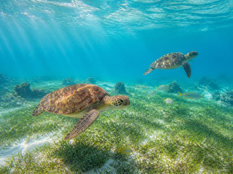 Sea turtles swimming over seagrass in clear water near St. Thomas.